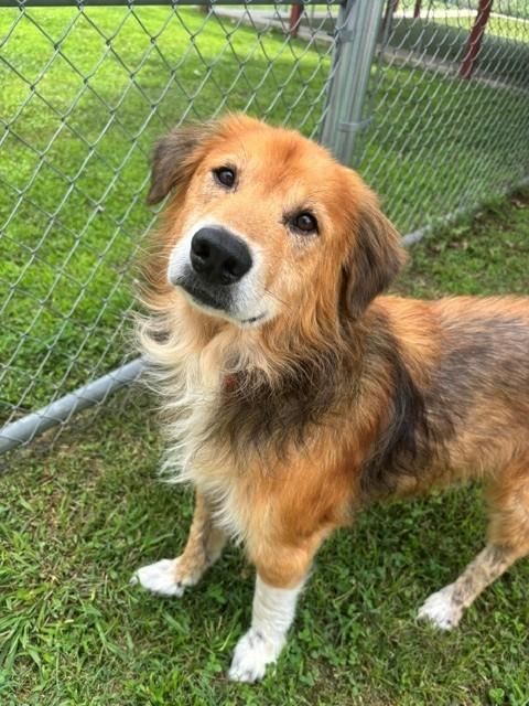 Wookie, a ADOPTABLE Golden Retriever in Fayetteville, AR image 3/4