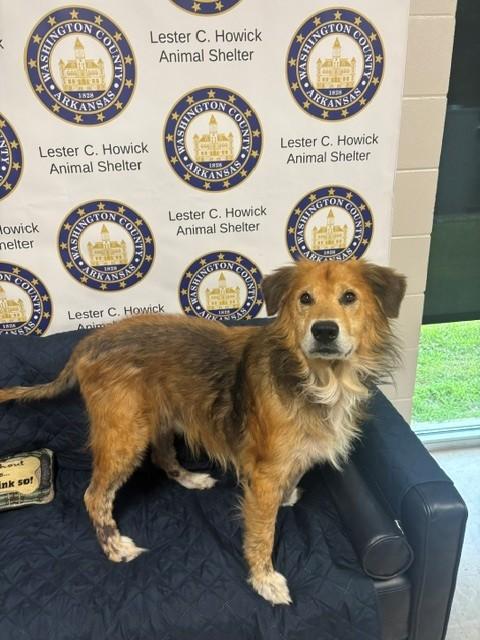 Wookie, a ADOPTABLE Golden Retriever in Fayetteville, AR image 2/4