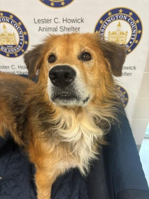 Wookie, a ADOPTABLE Golden Retriever in Fayetteville, AR image 4/4