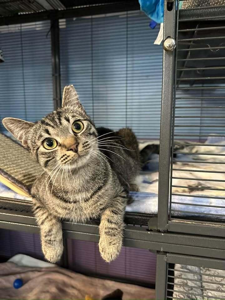 Snowball, Adoptable, Young Male Domestic Short Hair.