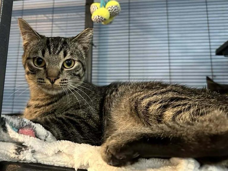 Snowball, Adoptable, Young Male Domestic Short Hair.