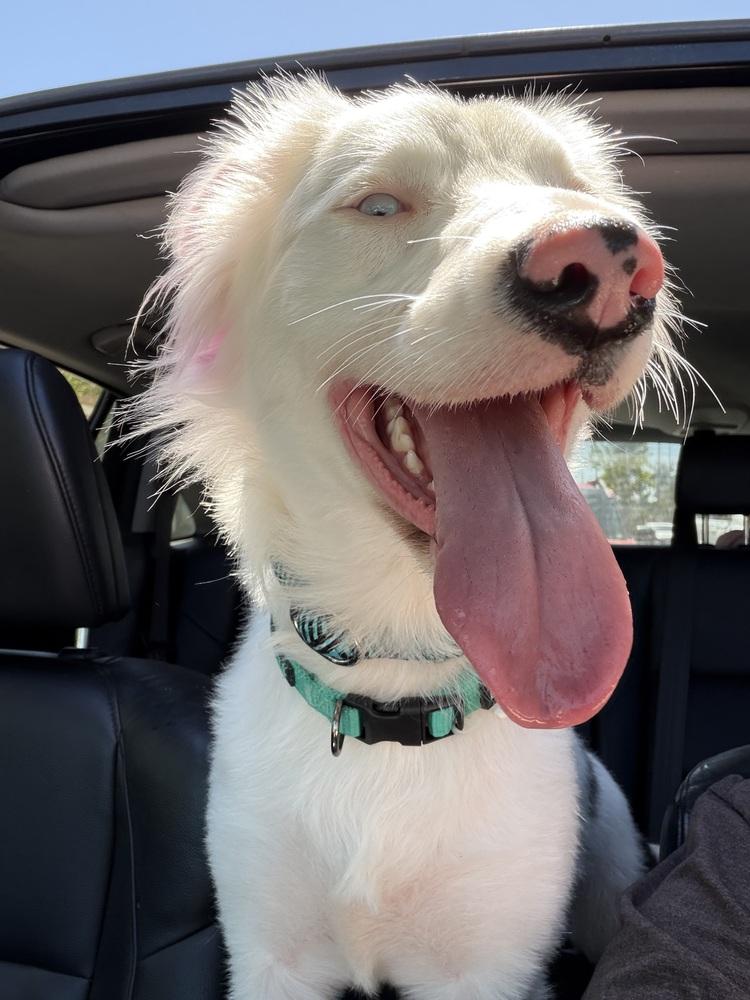 Stormy, Adoptable, Young Female Border Collie.