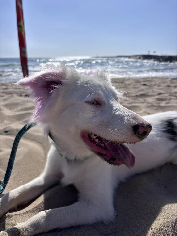 Enlarge Stormy, a Adoptable mixed breed in ventura, CA image 2/3