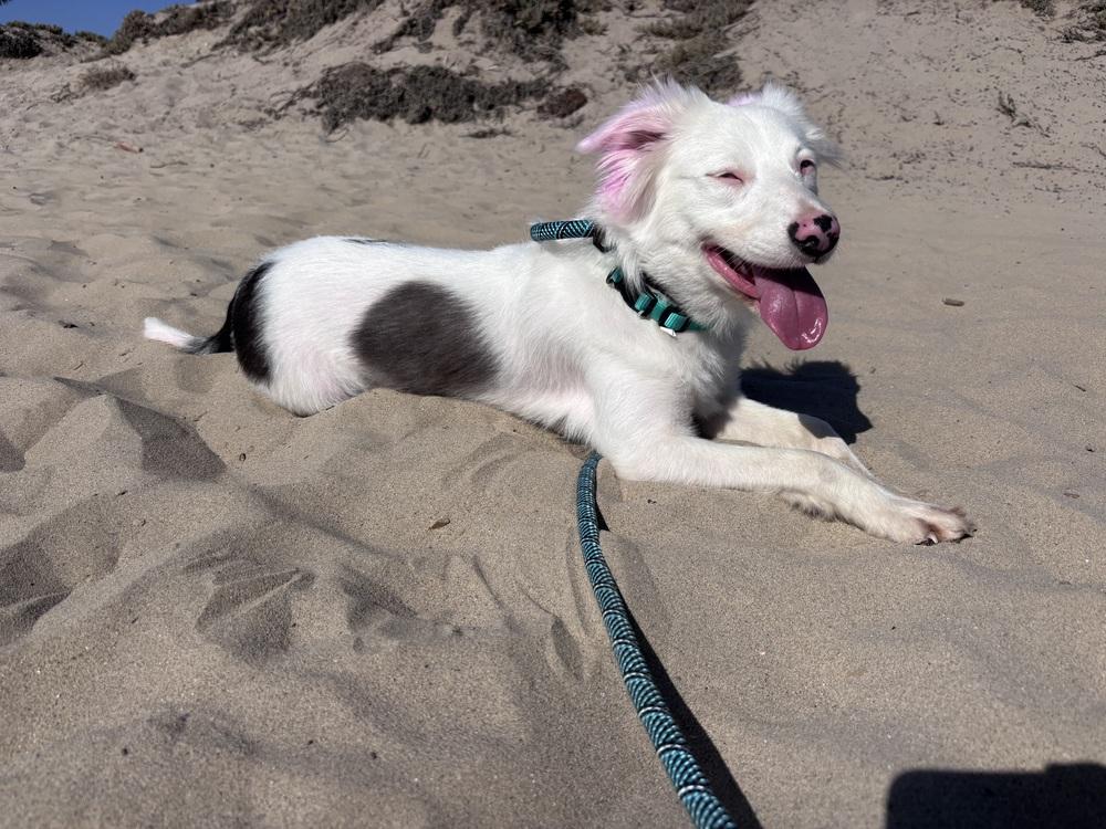 Enlarge Stormy, a Adoptable mixed breed in ventura, CA image 3/3