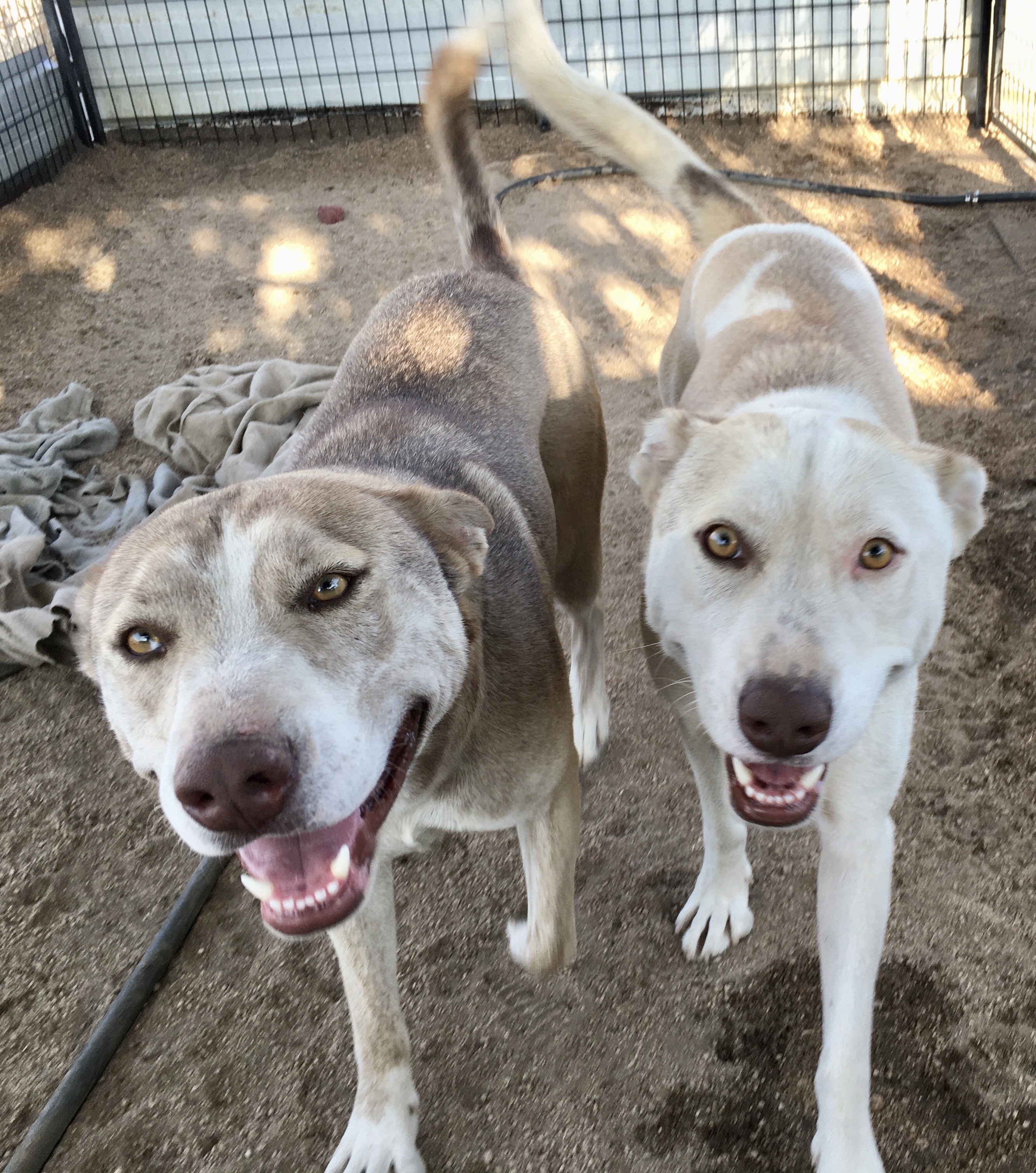 Tenor & Bass, a Adoptable mixed breed in Lancaster, CA image 1/12