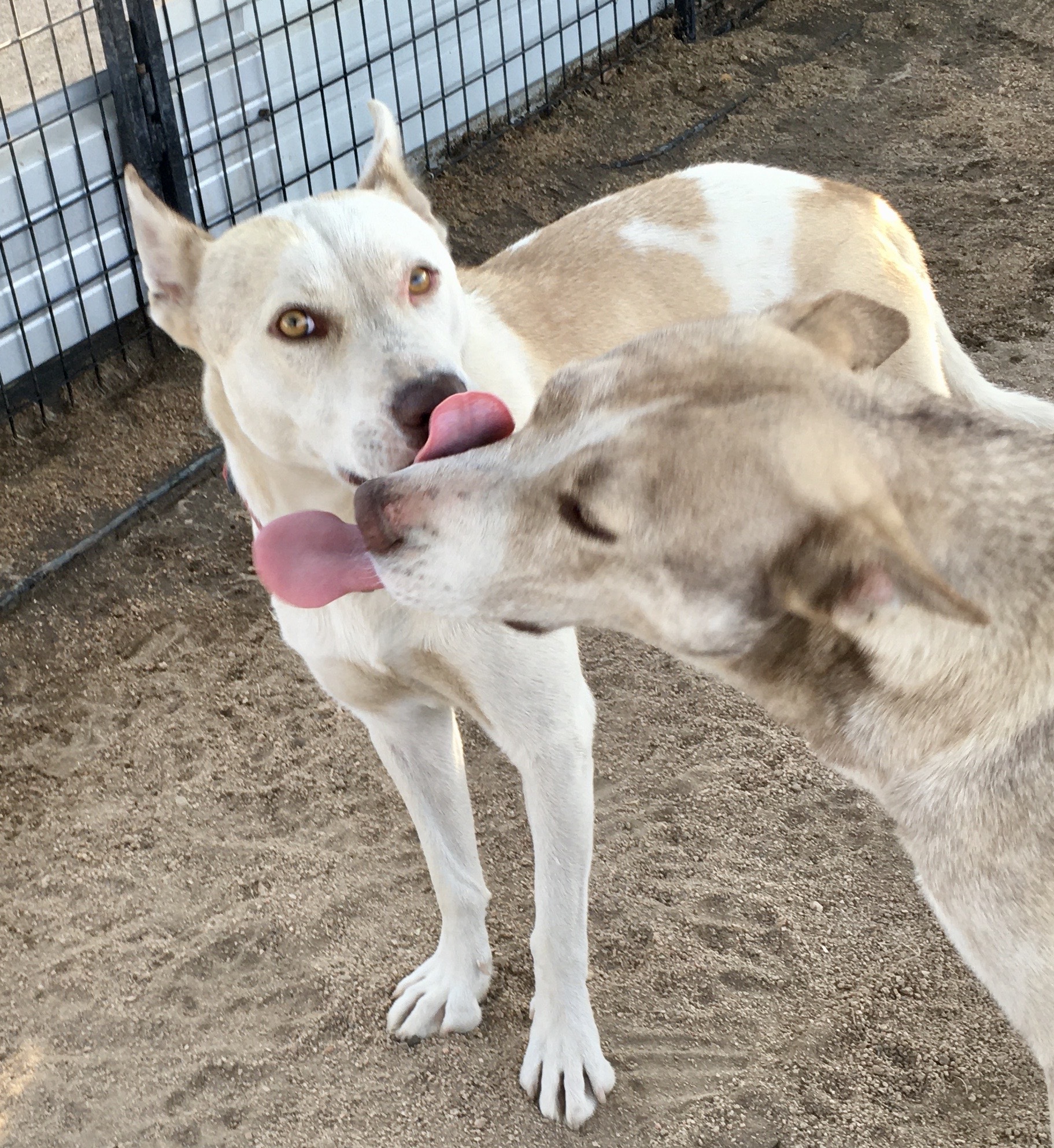 Tenor & Bass, Adoptable, Adult Male Husky.