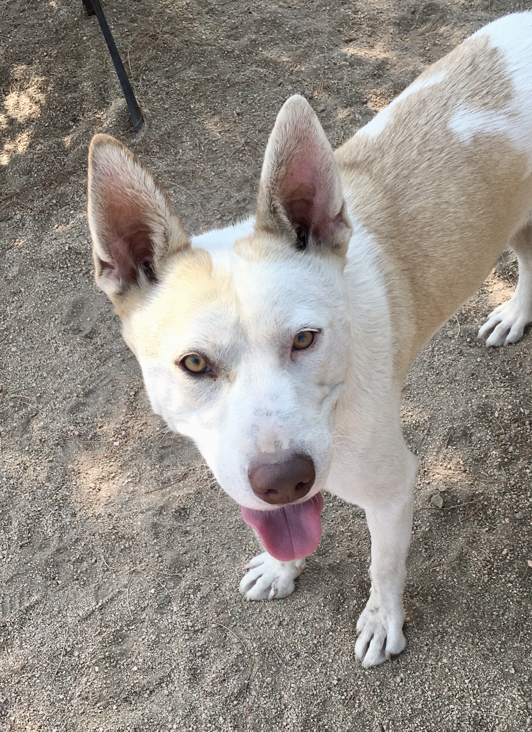 Tenor & Bass, Adoptable, Adult Male Husky.