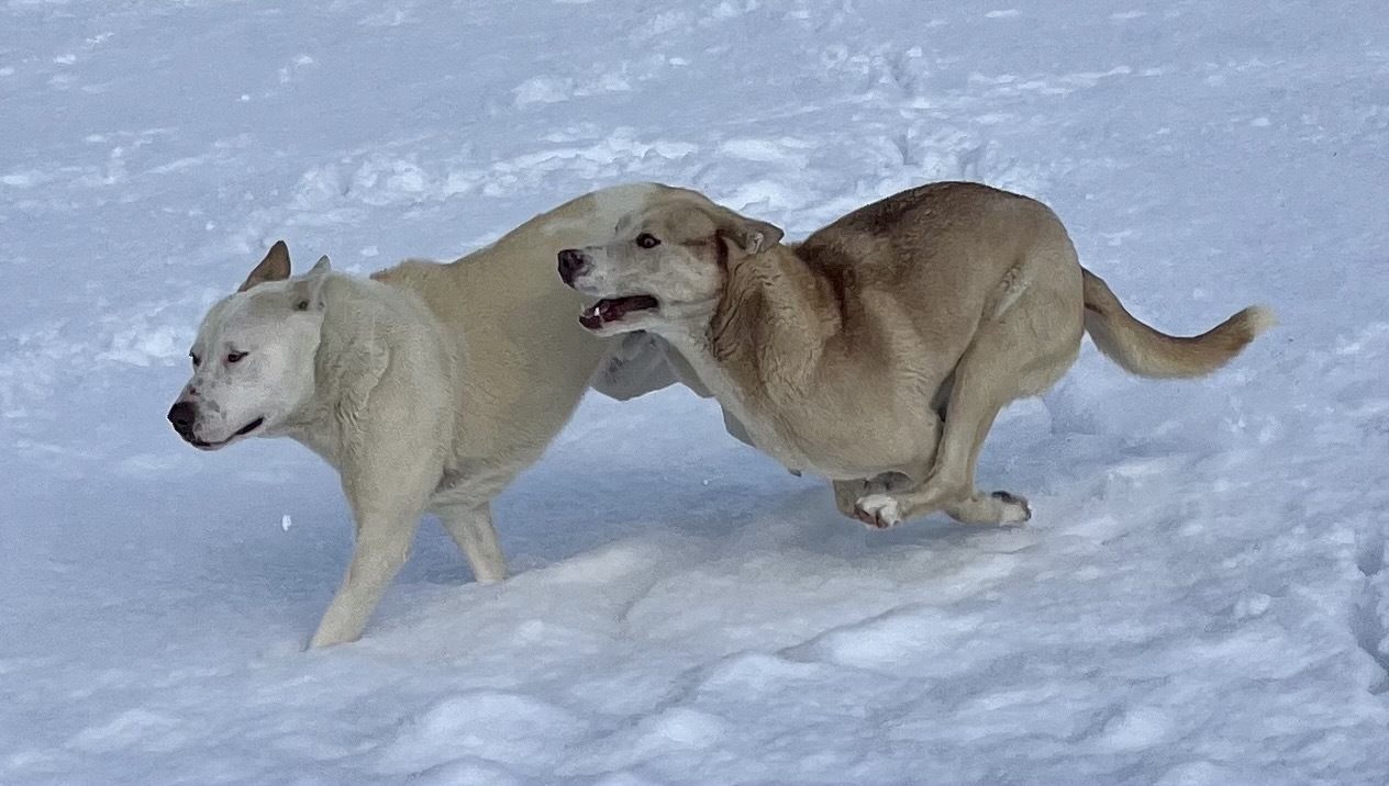 Tenor & Bass, a Adoptable mixed breed in Lancaster, CA image 5/12