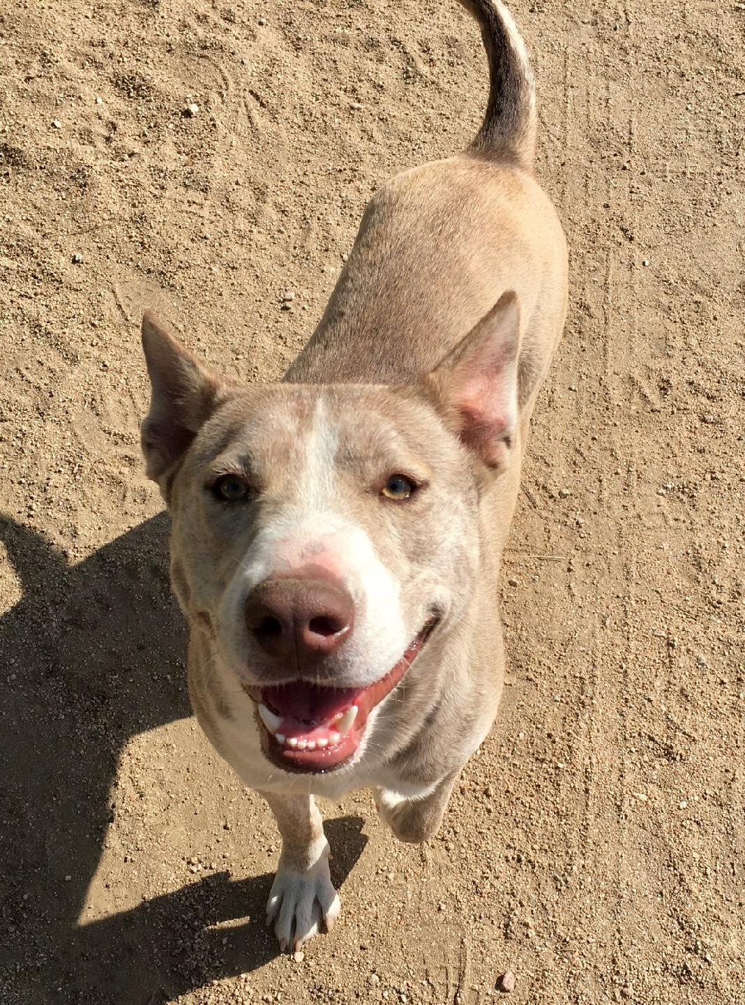 Tenor & Bass, a Adoptable mixed breed in Lancaster, CA image 6/12