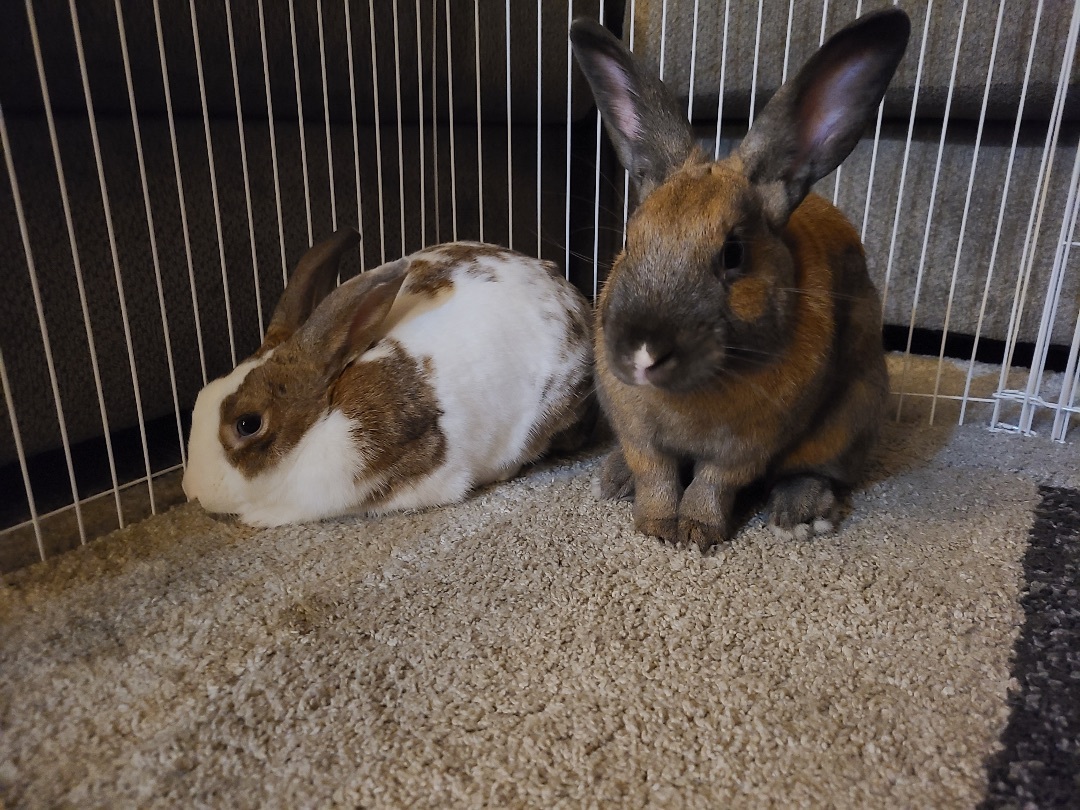 Clarissa & BB, Adult Female unknown
