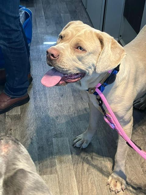 Enlarge Goldie Hawn, a Adoptable mixed breed in Chicago, IL image 1/6