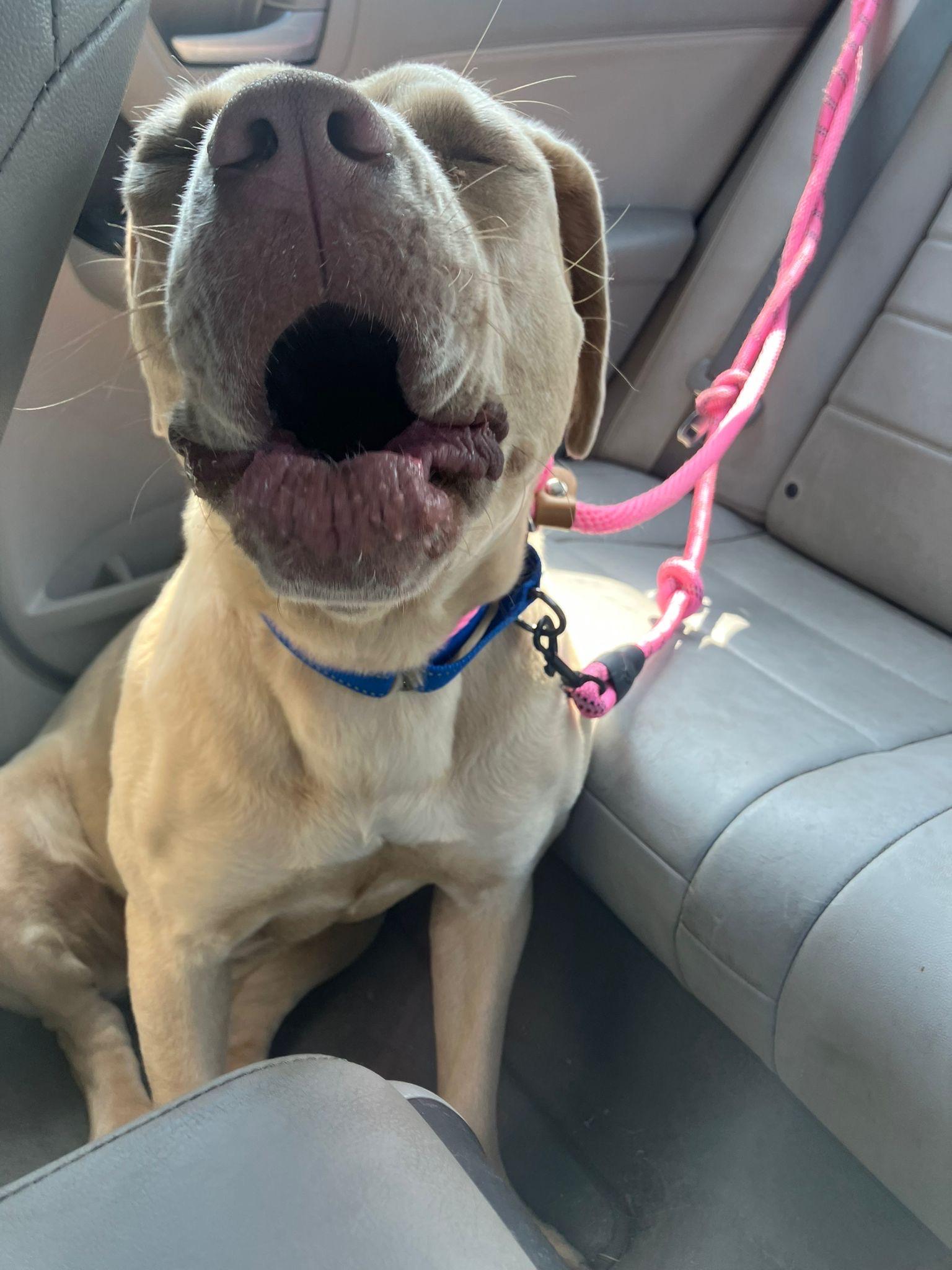 Enlarge Goldie Hawn, a Adoptable mixed breed in Chicago, IL image 2/6