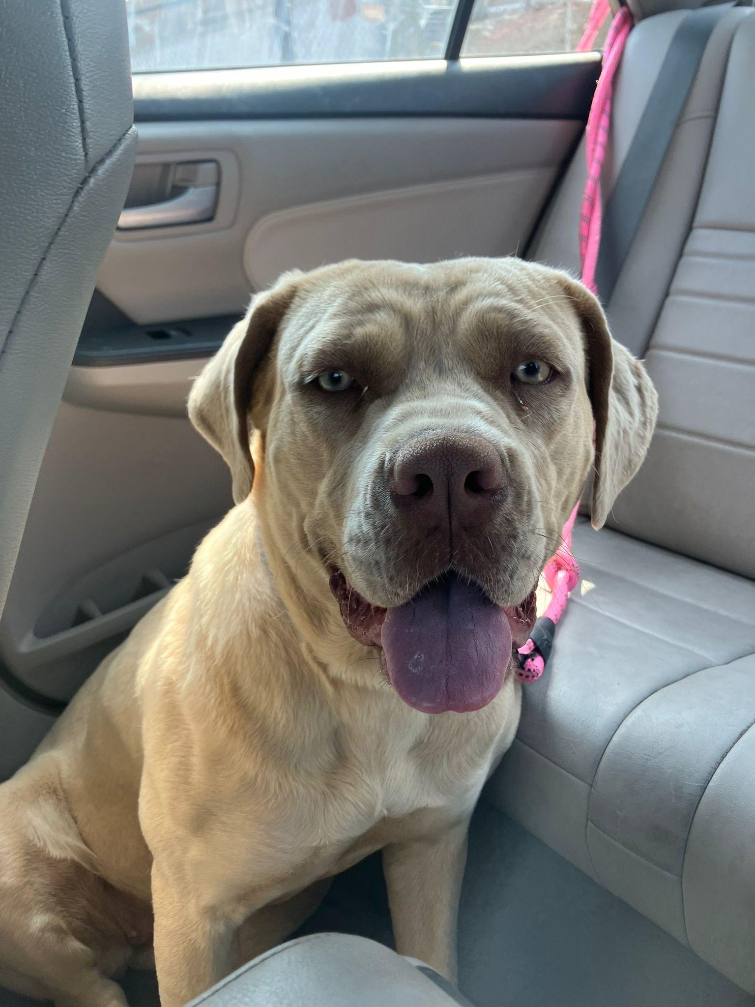 Enlarge Goldie Hawn, a Adoptable mixed breed in Chicago, IL image 4/6