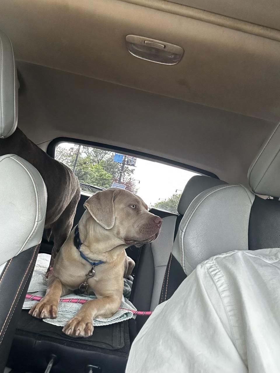 Enlarge Goldie Hawn, a Adoptable mixed breed in Chicago, IL image 5/6