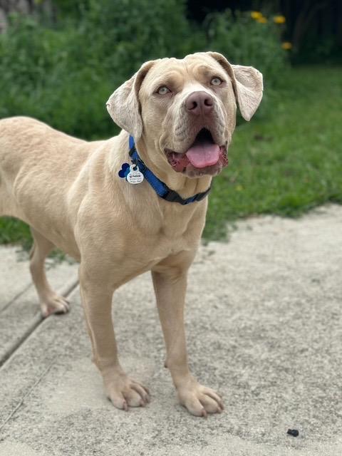 Enlarge Goldie Hawn, a Adoptable mixed breed in Chicago, IL image 6/6