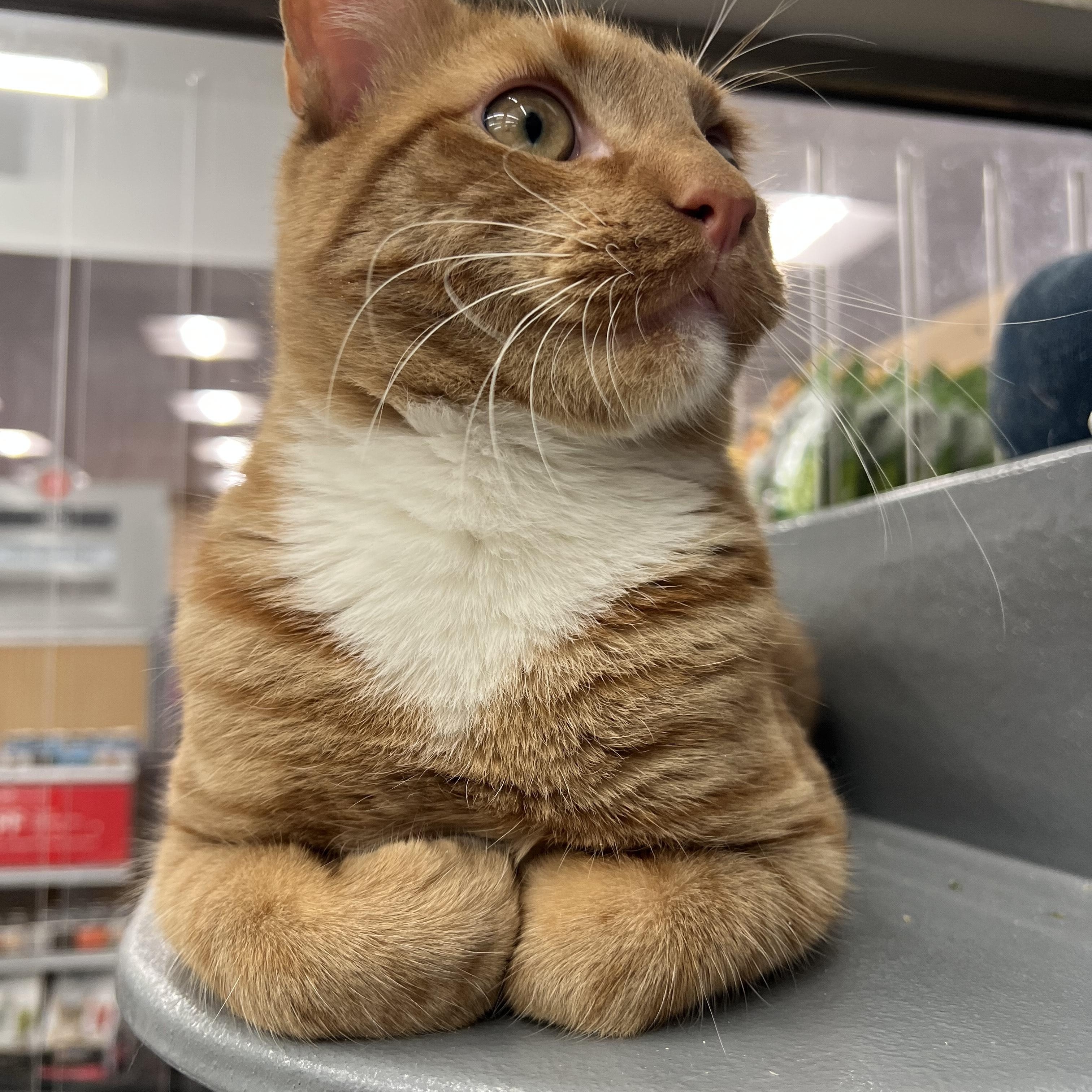 Enlarge Rodney, a ADOPTABLE Domestic Short Hair in New York, NY image 3/4