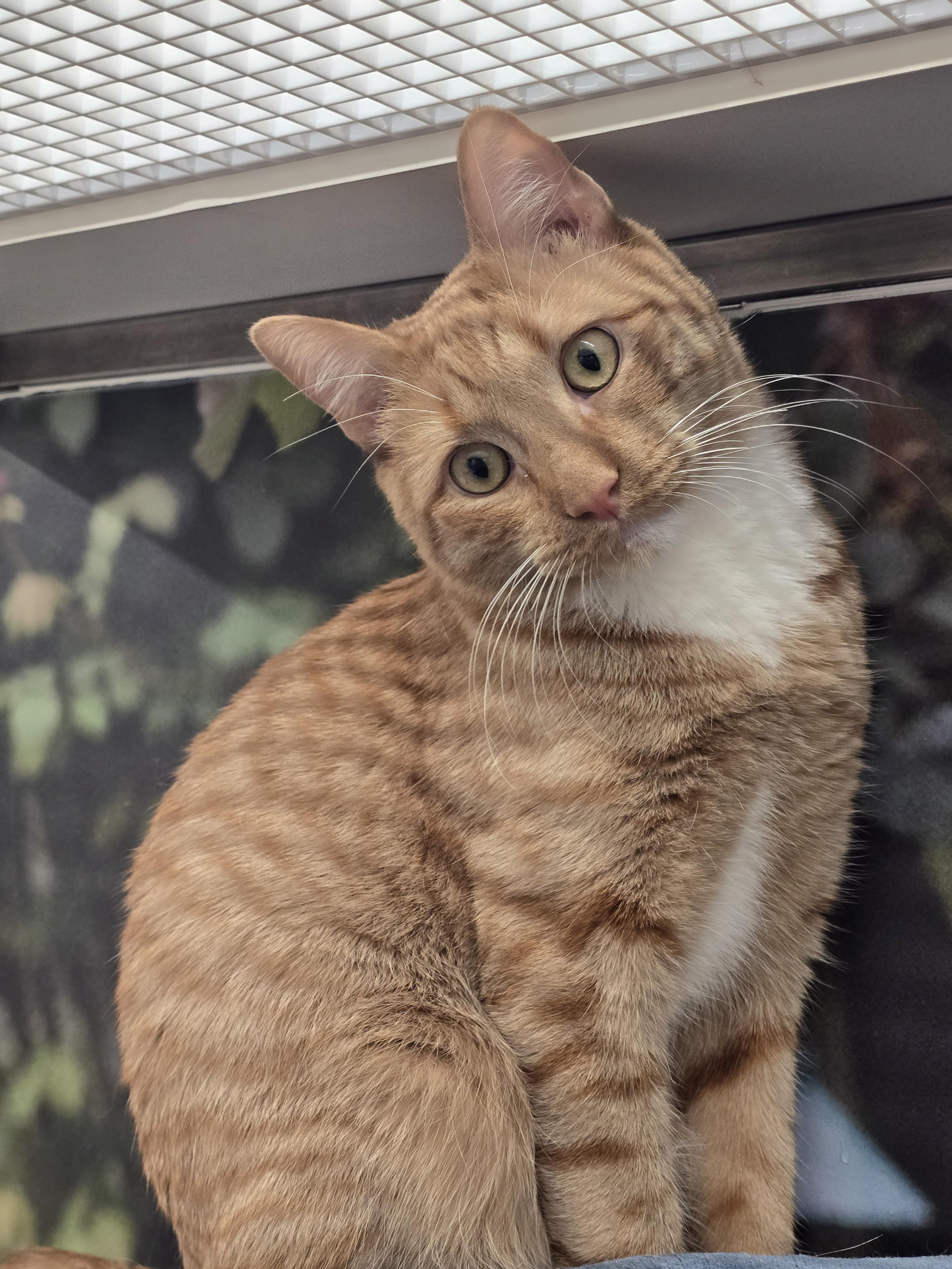 Enlarge Rodney, a ADOPTABLE Domestic Short Hair in New York, NY image 4/4