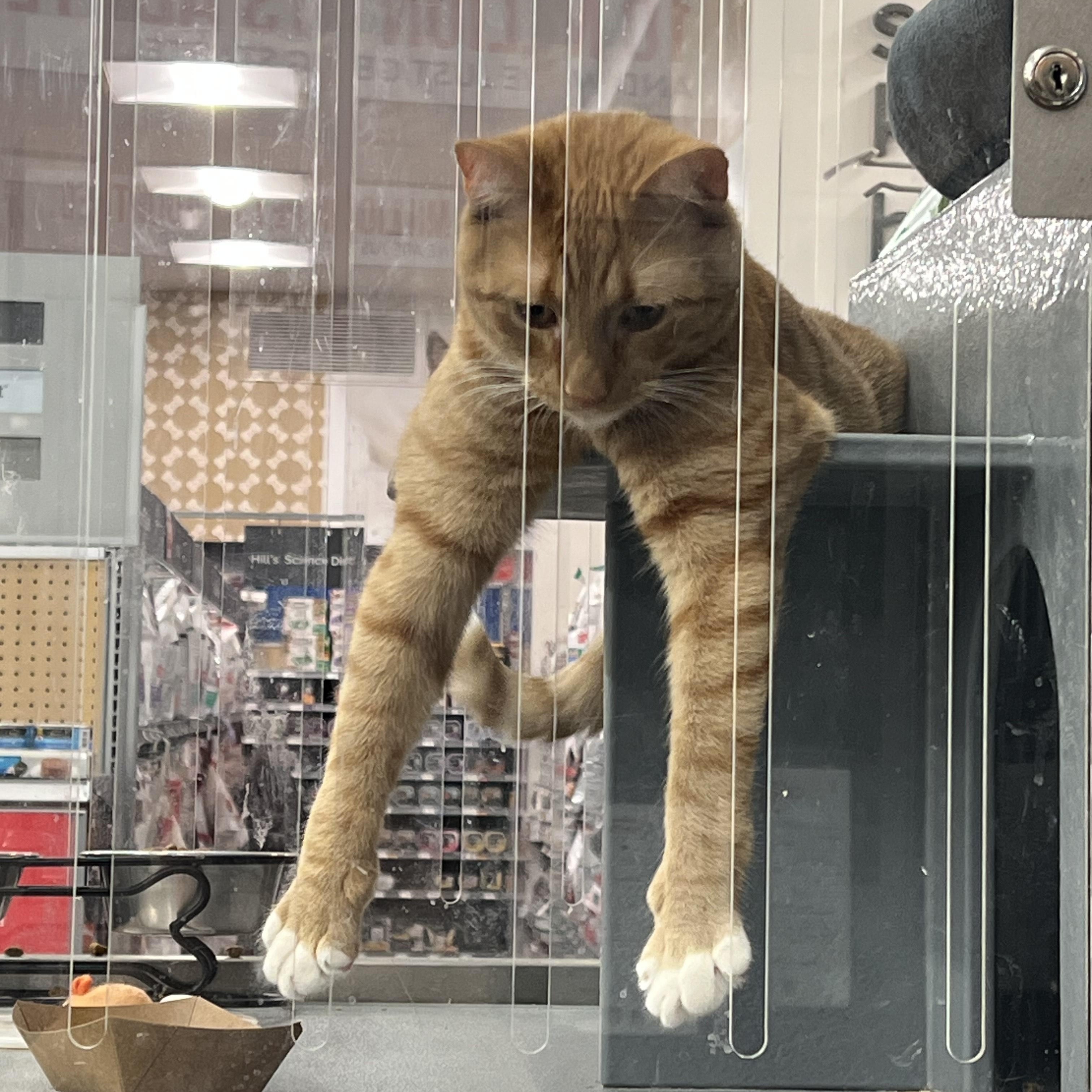 Enlarge Rodney, a ADOPTABLE Domestic Short Hair in New York, NY image 2/4