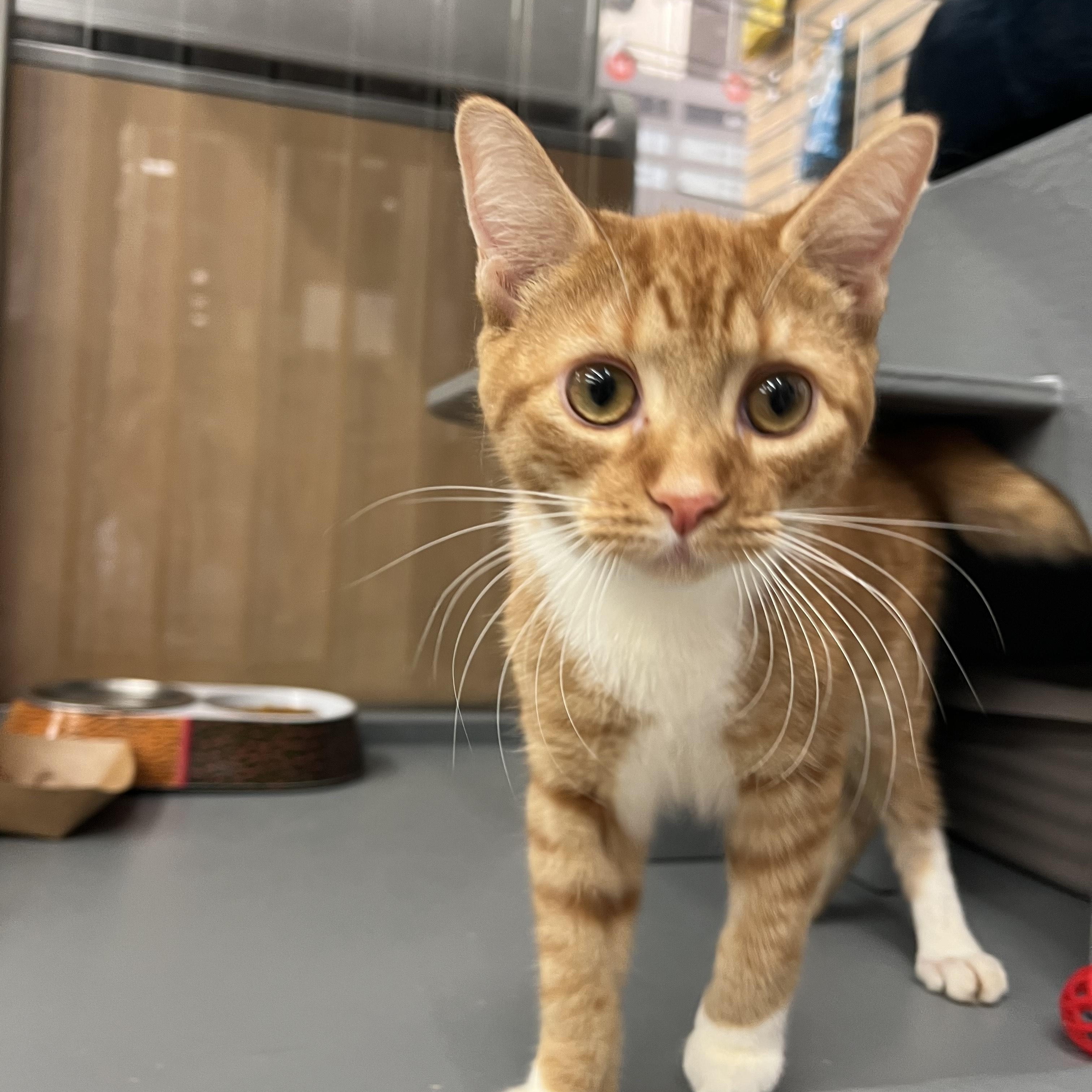 Enlarge Rodney, a ADOPTABLE Domestic Short Hair in New York, NY image 1/1