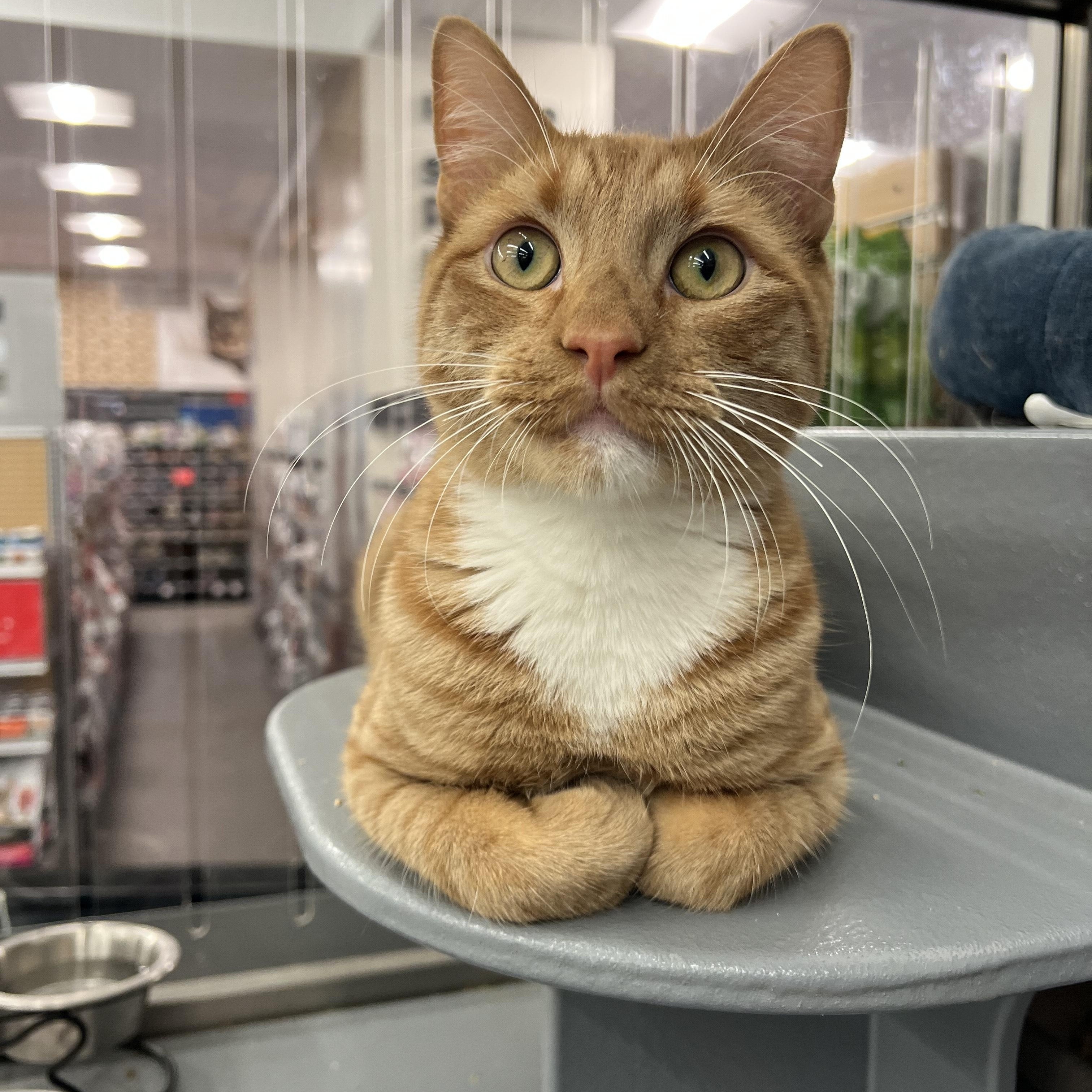 Rodney, ADOPTABLE, Adult Male Domestic Short Hair.