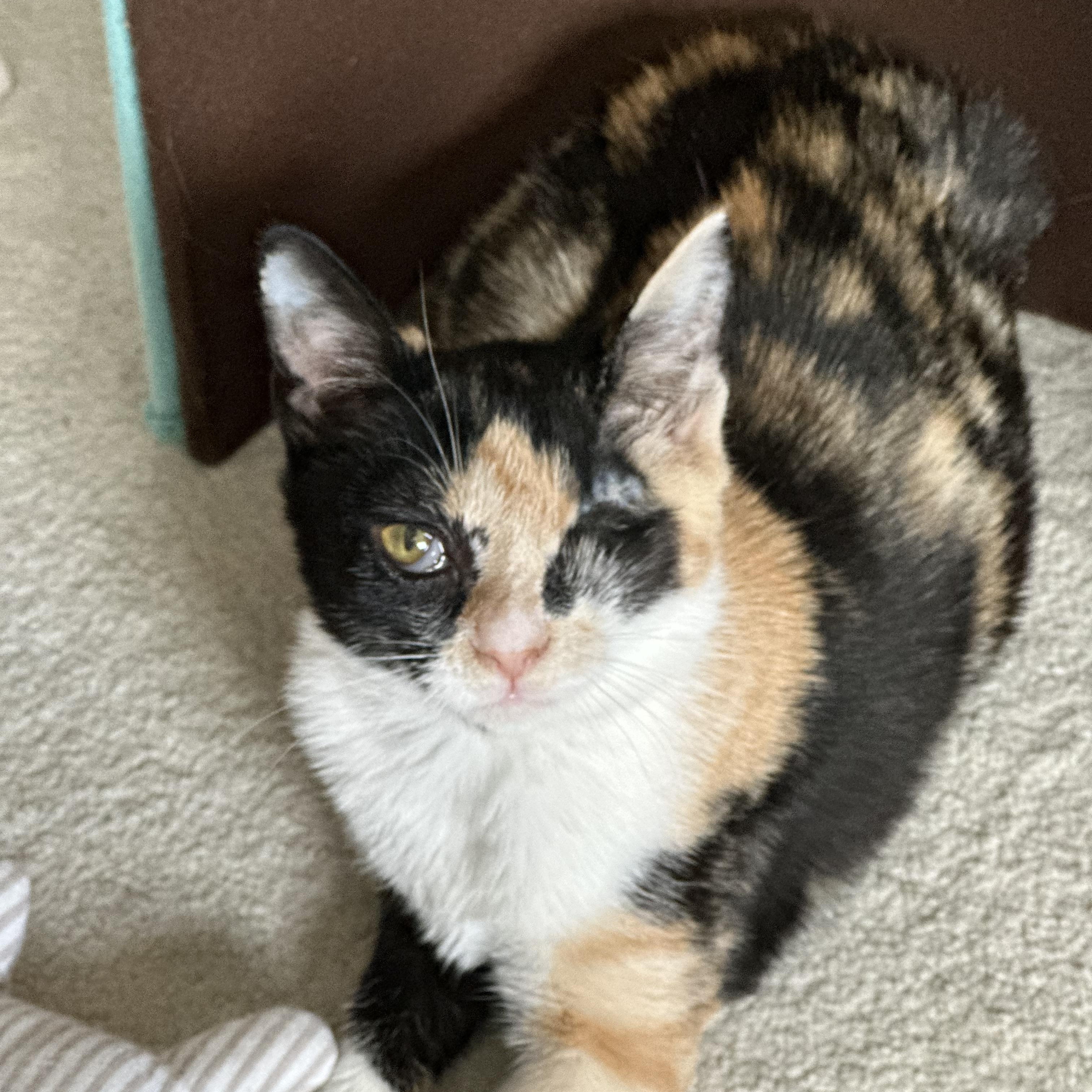 Mah Jong, Adoptable, Kitten Female Calico & Domestic Short Hair.