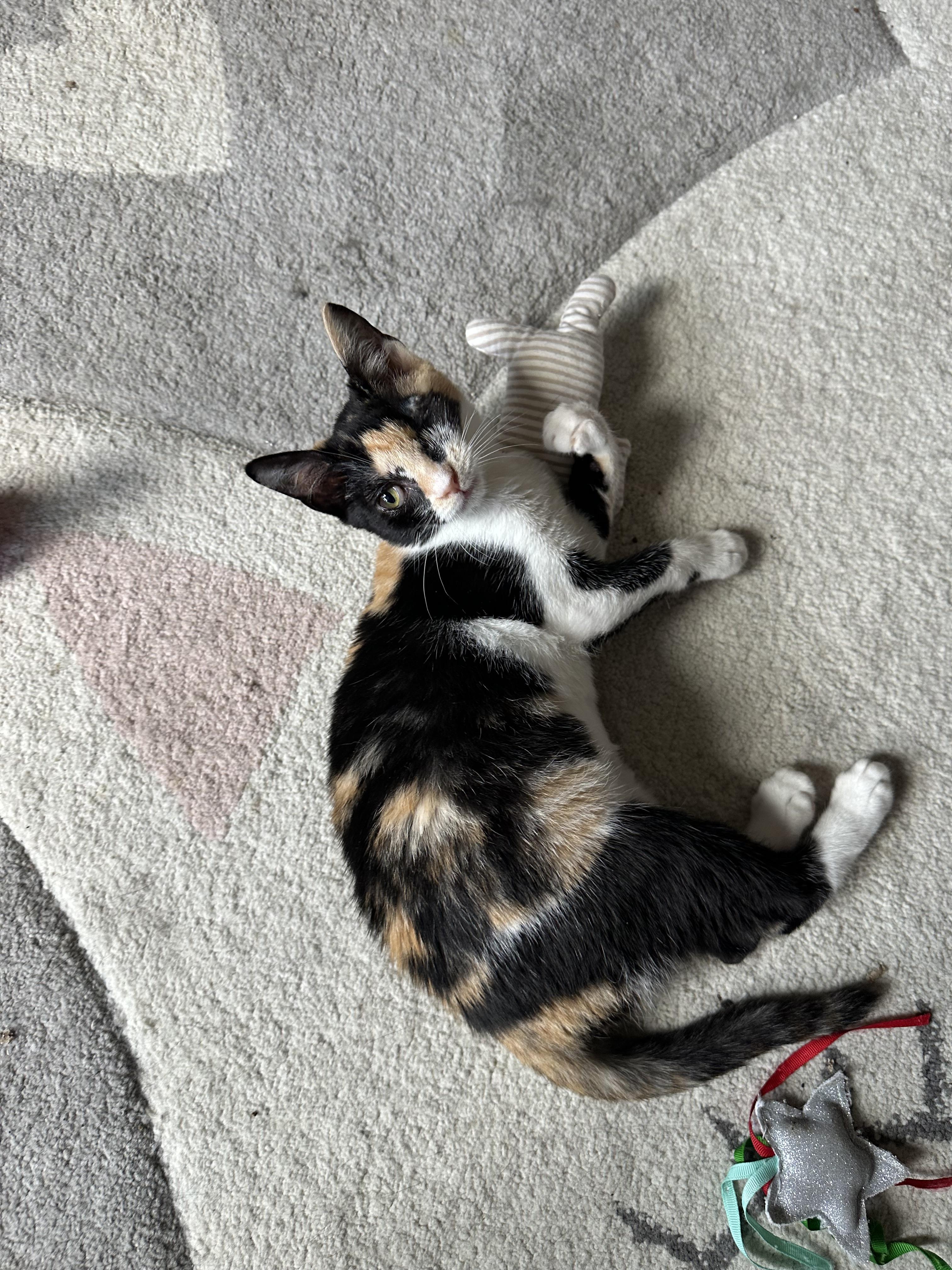 Mah Jong, a Adoptable mixed breed in Duluth, GA image 2/4