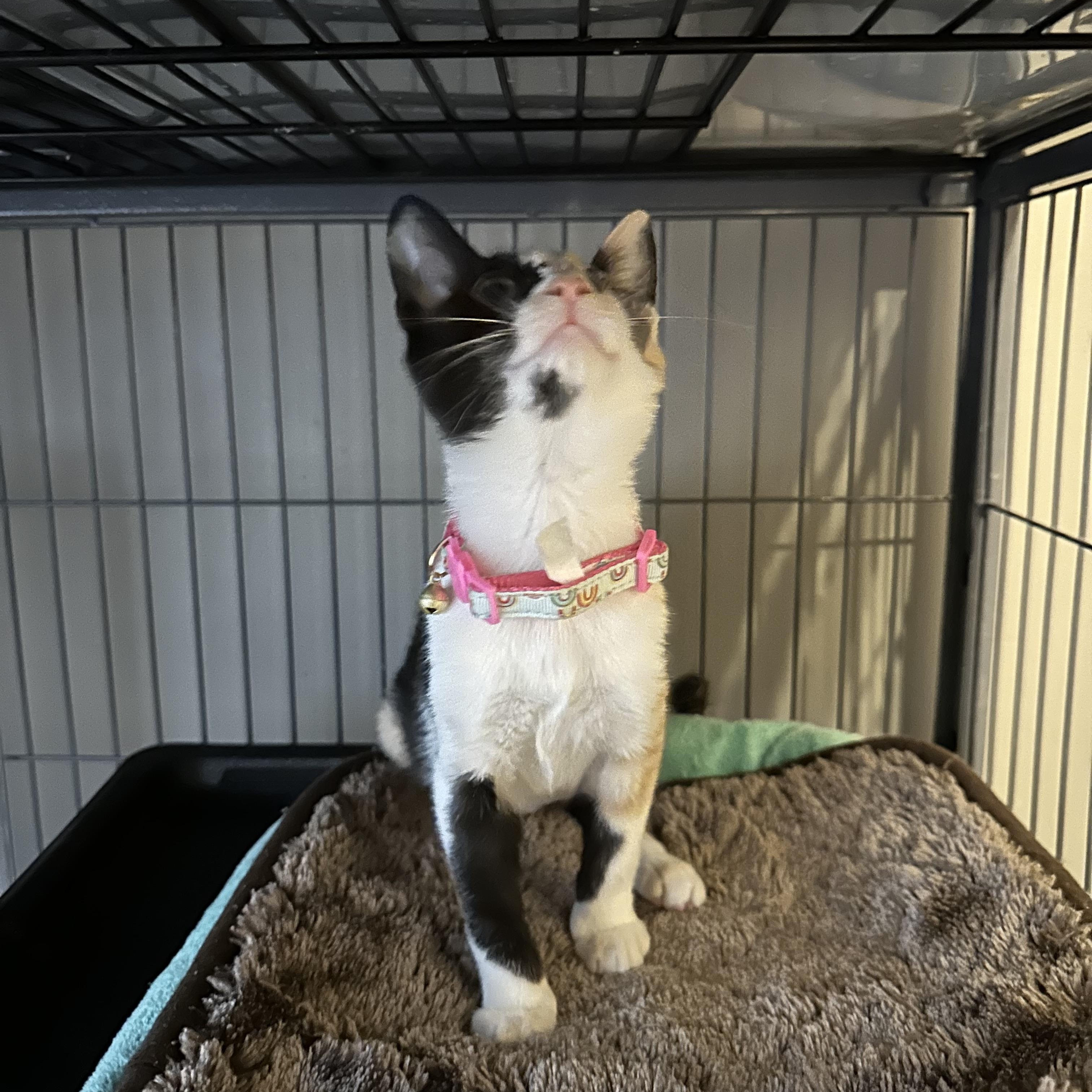 Mah Jong, a Adoptable mixed breed in Duluth, GA image 4/4