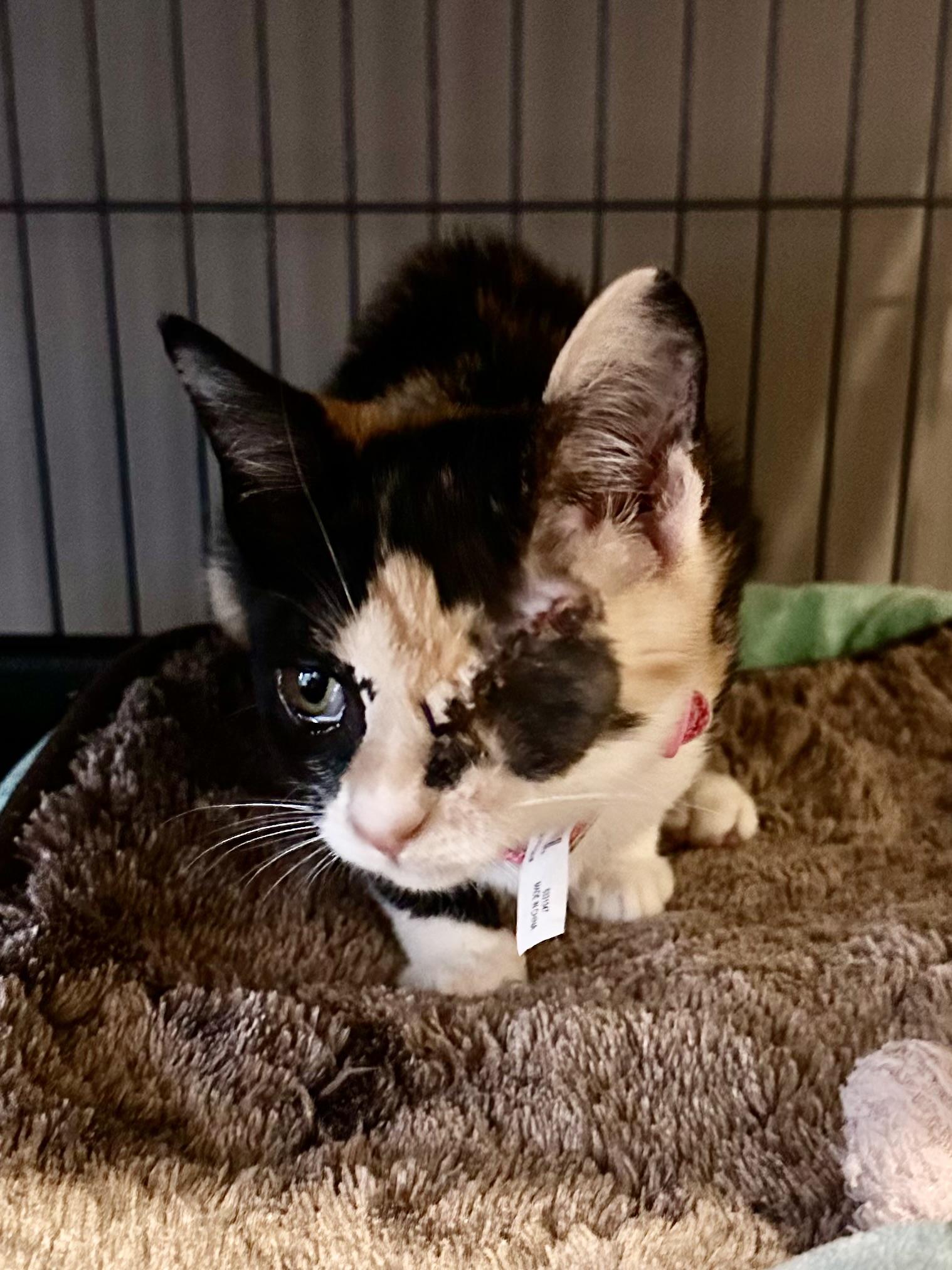 Mah Jong, a Adoptable mixed breed in Duluth, GA image 3/4