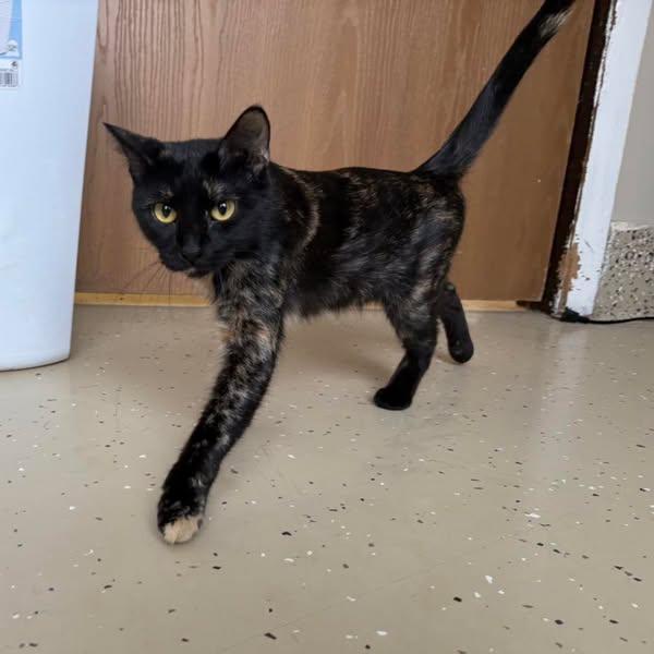 Firefly, an adoptable Tortoiseshell in Little Falls, MN, 56345 | Photo Image 1