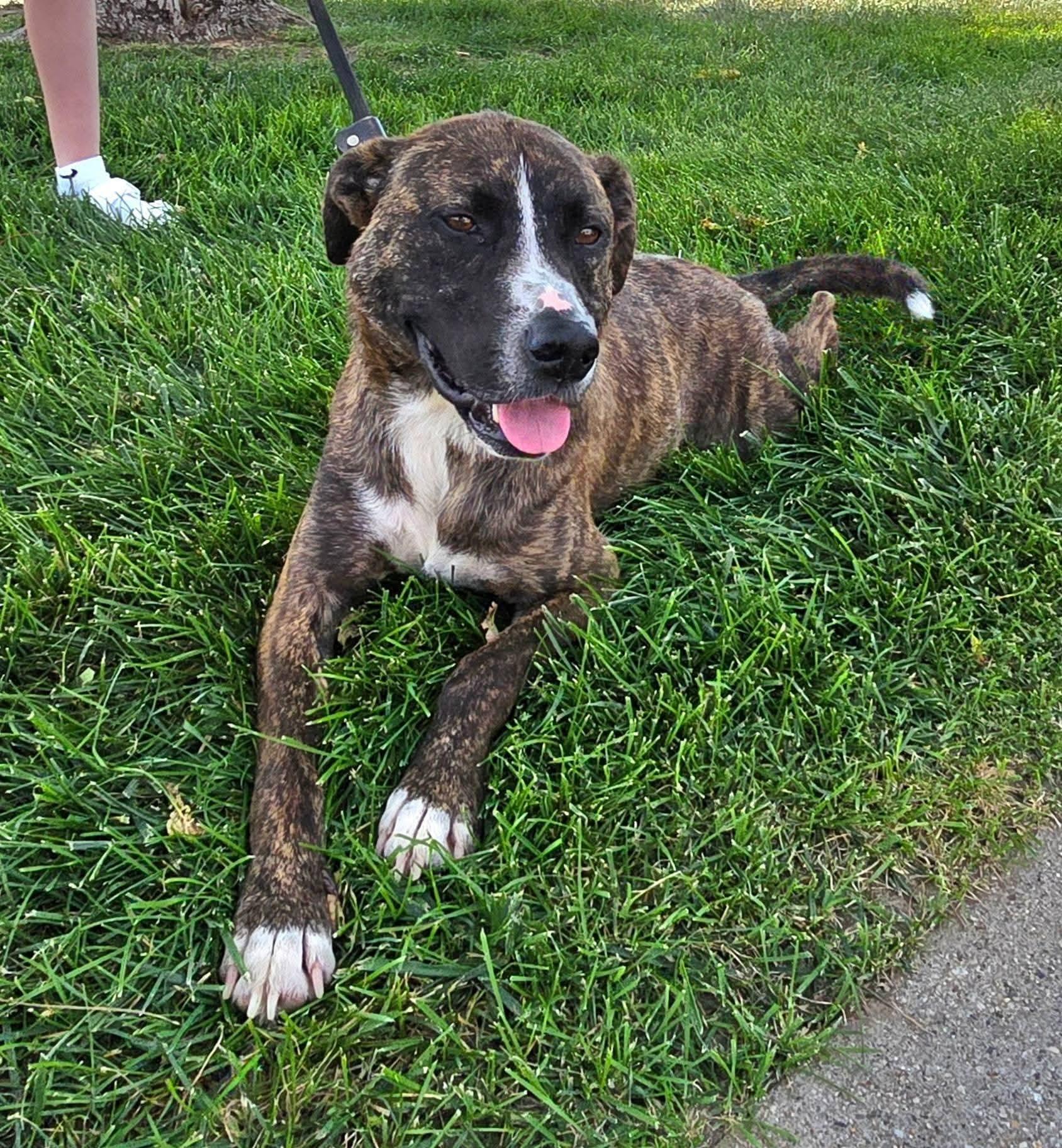 Enlarge Sprout, a ADOPTABLE mixed breed in Sioux City, IA image 4/5