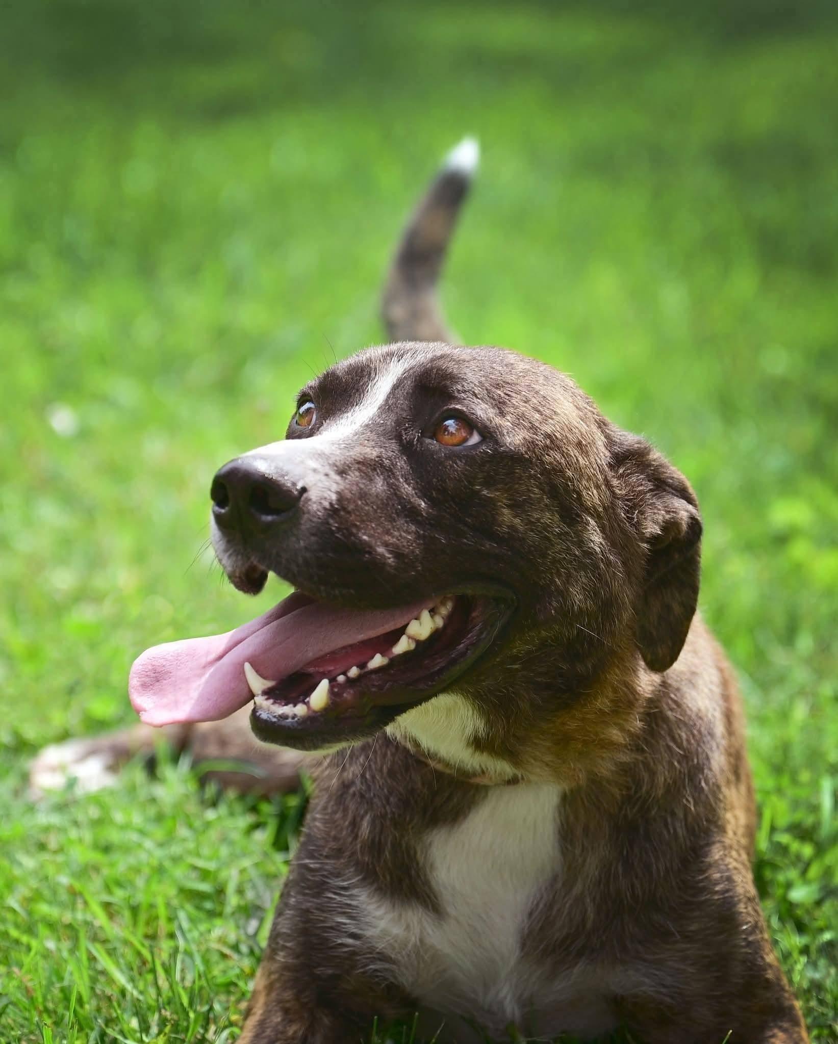 Enlarge Sprout, a ADOPTABLE mixed breed in Sioux City, IA image 1/5