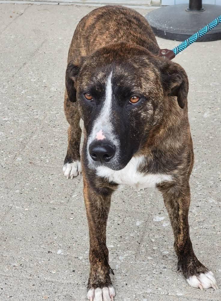 Enlarge Sprout, a ADOPTABLE mixed breed in Sioux City, IA image 5/5