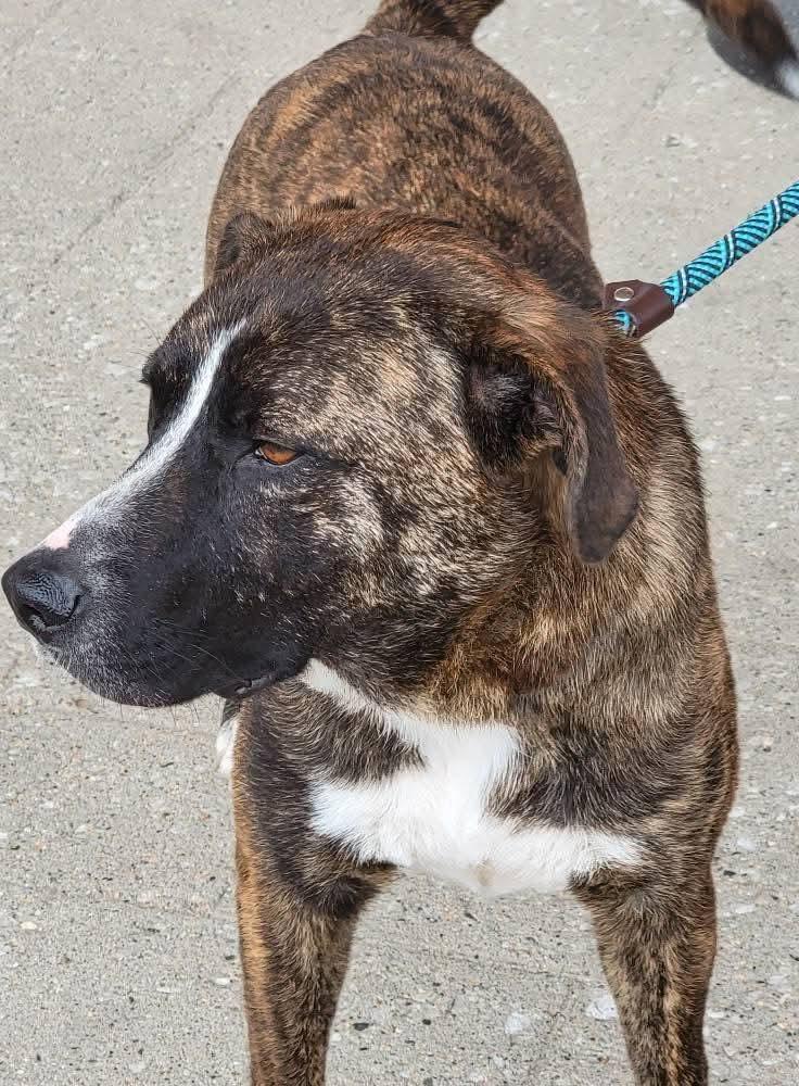 Enlarge Sprout, a ADOPTABLE mixed breed in Sioux City, IA image 3/5