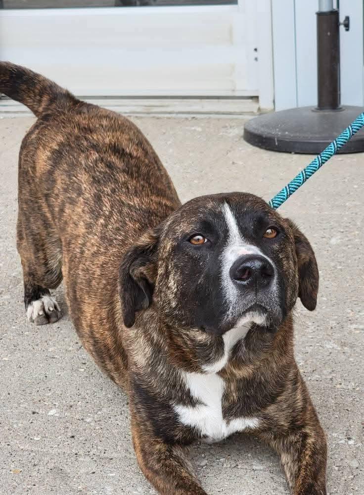 Enlarge Sprout, a ADOPTABLE mixed breed in Sioux City, IA image 2/5