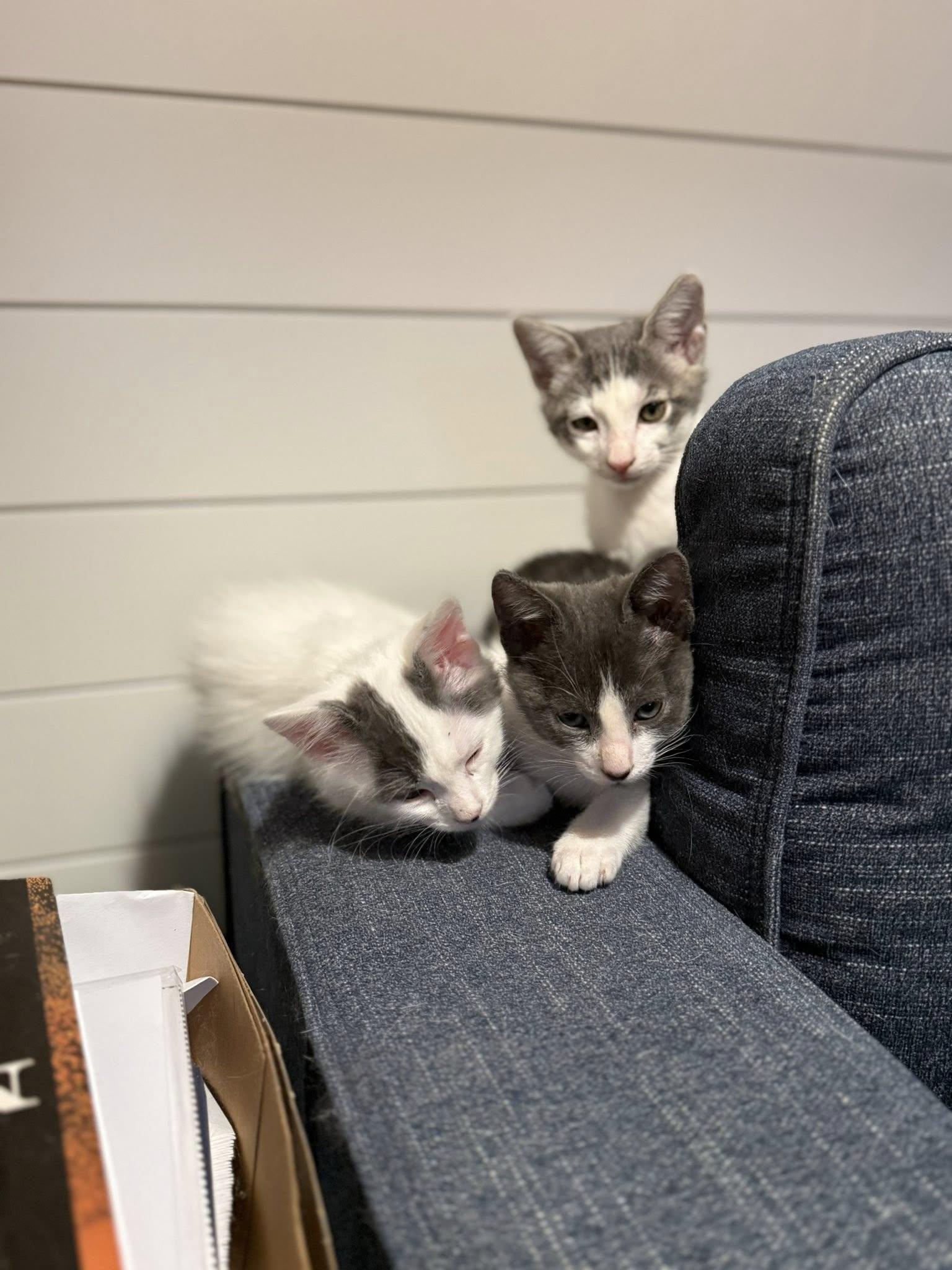 Sid, a Adoptable Domestic Short Hair in Mt Pleasant, SC image 3/4