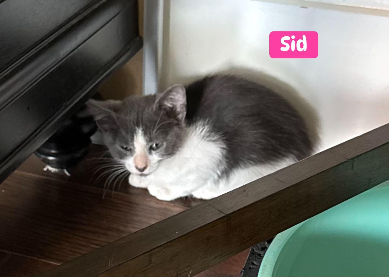 Sid, a Adoptable Domestic Short Hair in Mt Pleasant, SC image 4/4