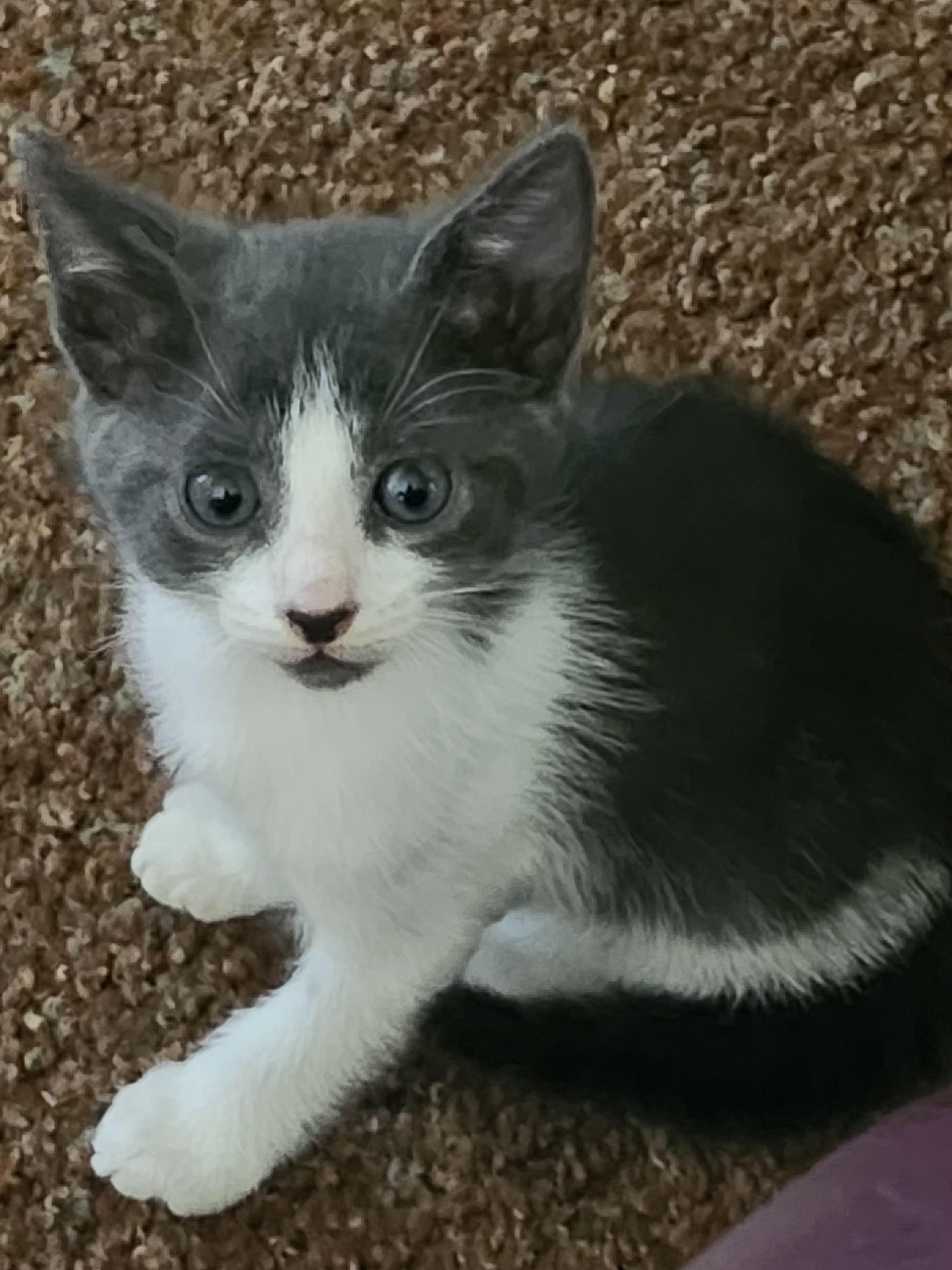 Sid, Adoptable, Kitten Male Domestic Short Hair.