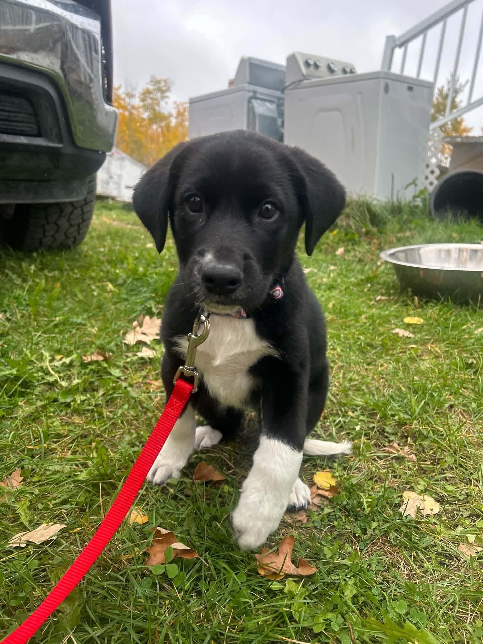 Enlarge Roller, a Adoptable mixed breed in Winnipeg, MB image 1/4
