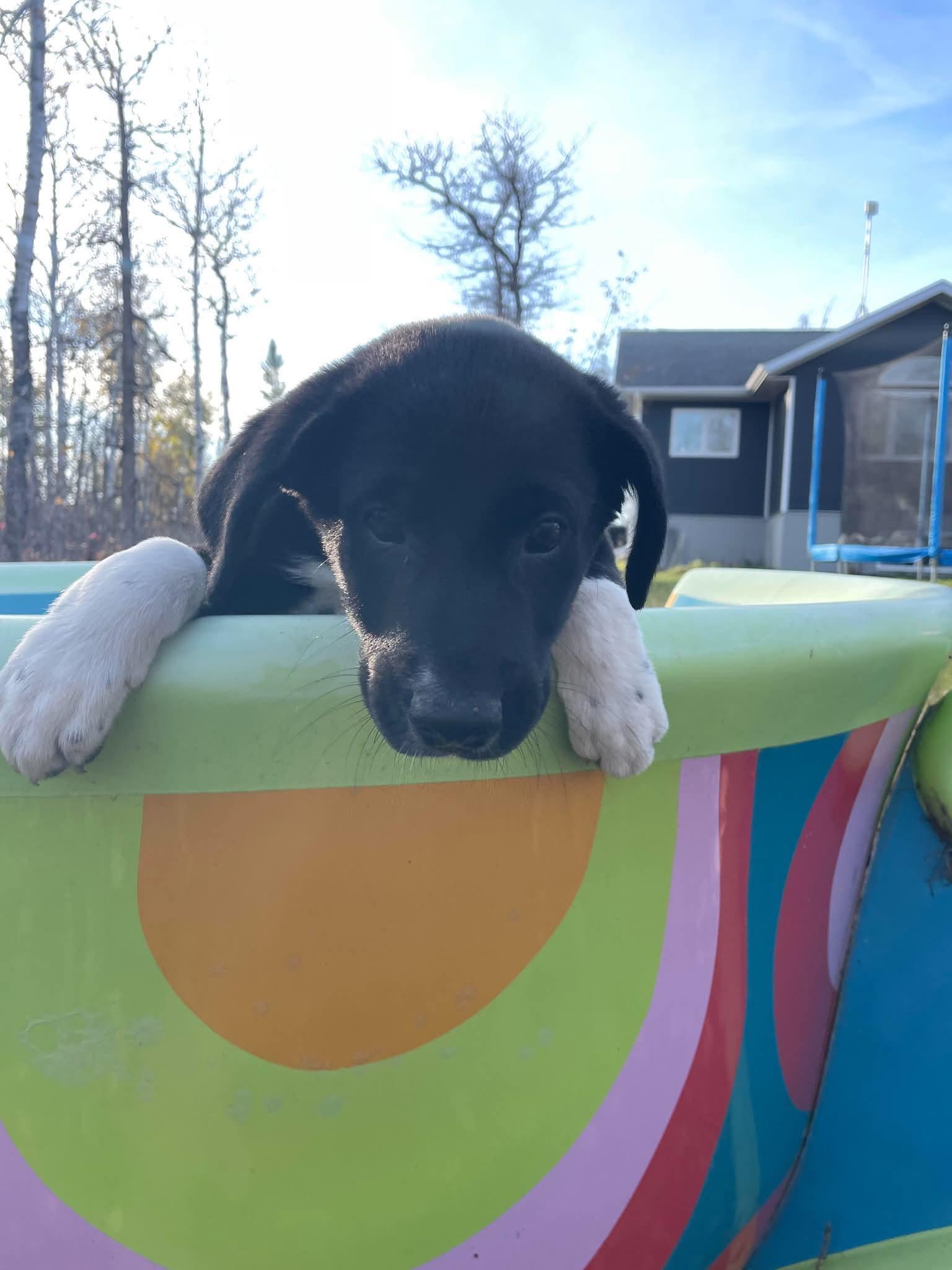Enlarge Roller, a Adoptable mixed breed in Winnipeg, MB image 2/4