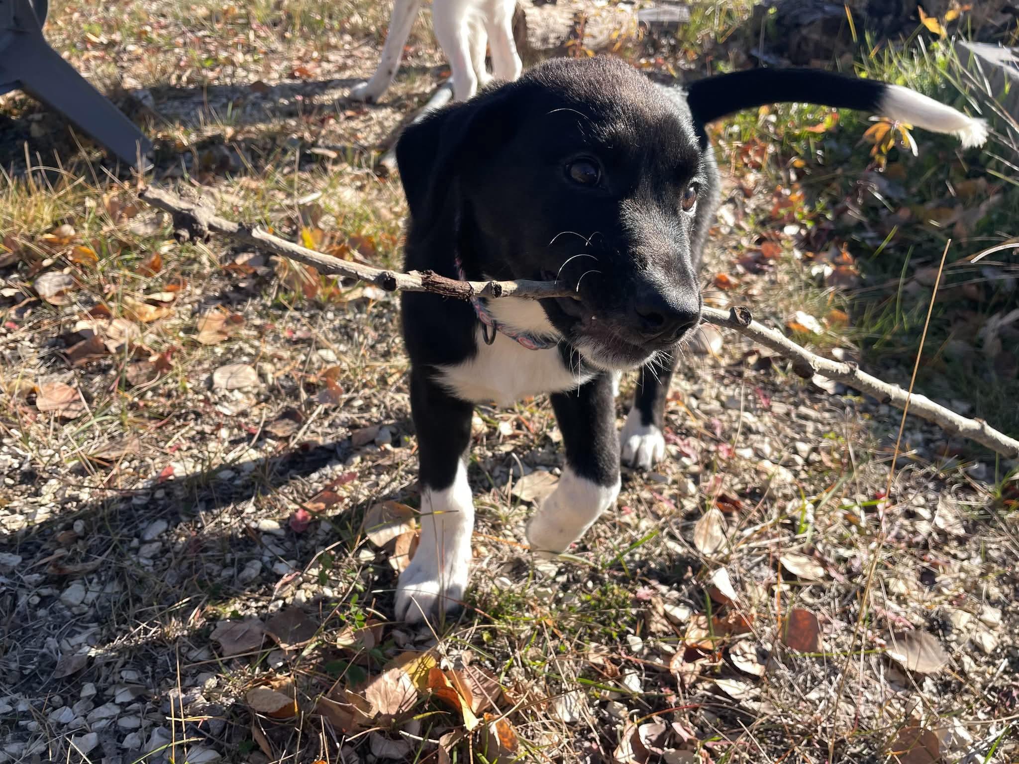 Enlarge Roller, a Adoptable mixed breed in Winnipeg, MB image 4/4