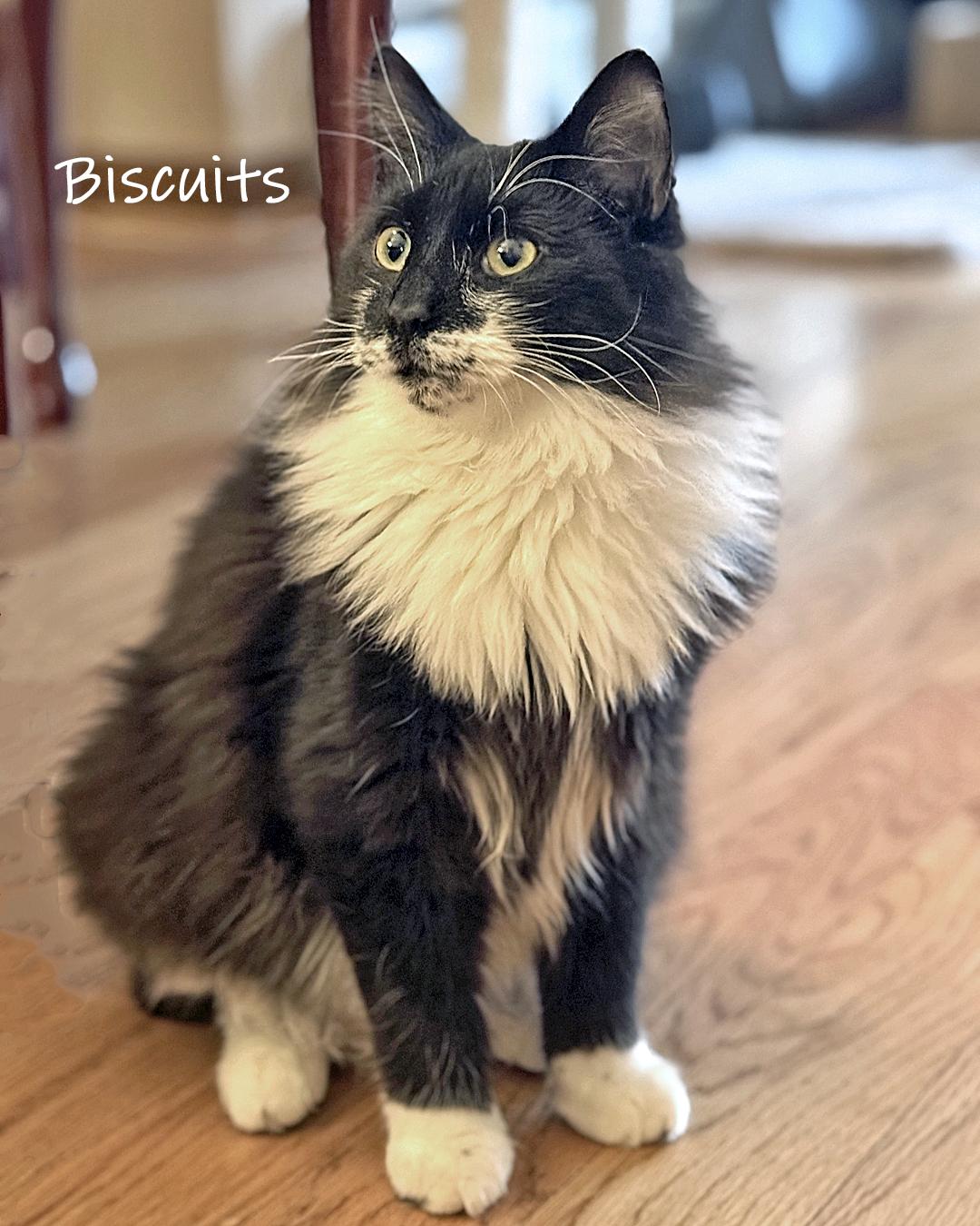 Biscuits