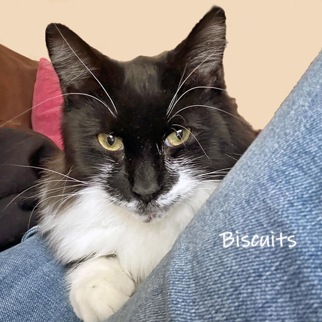 Biscuits 2