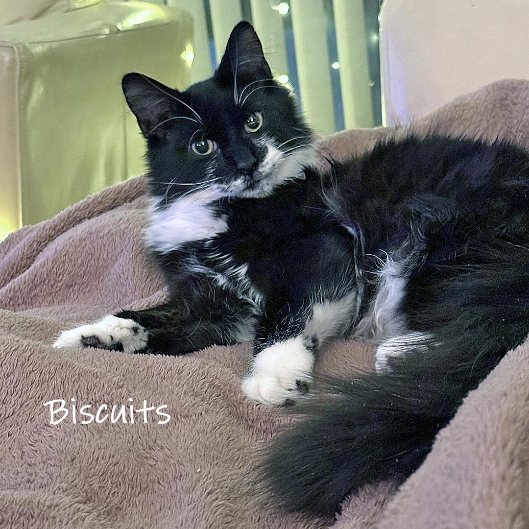 Biscuits 3