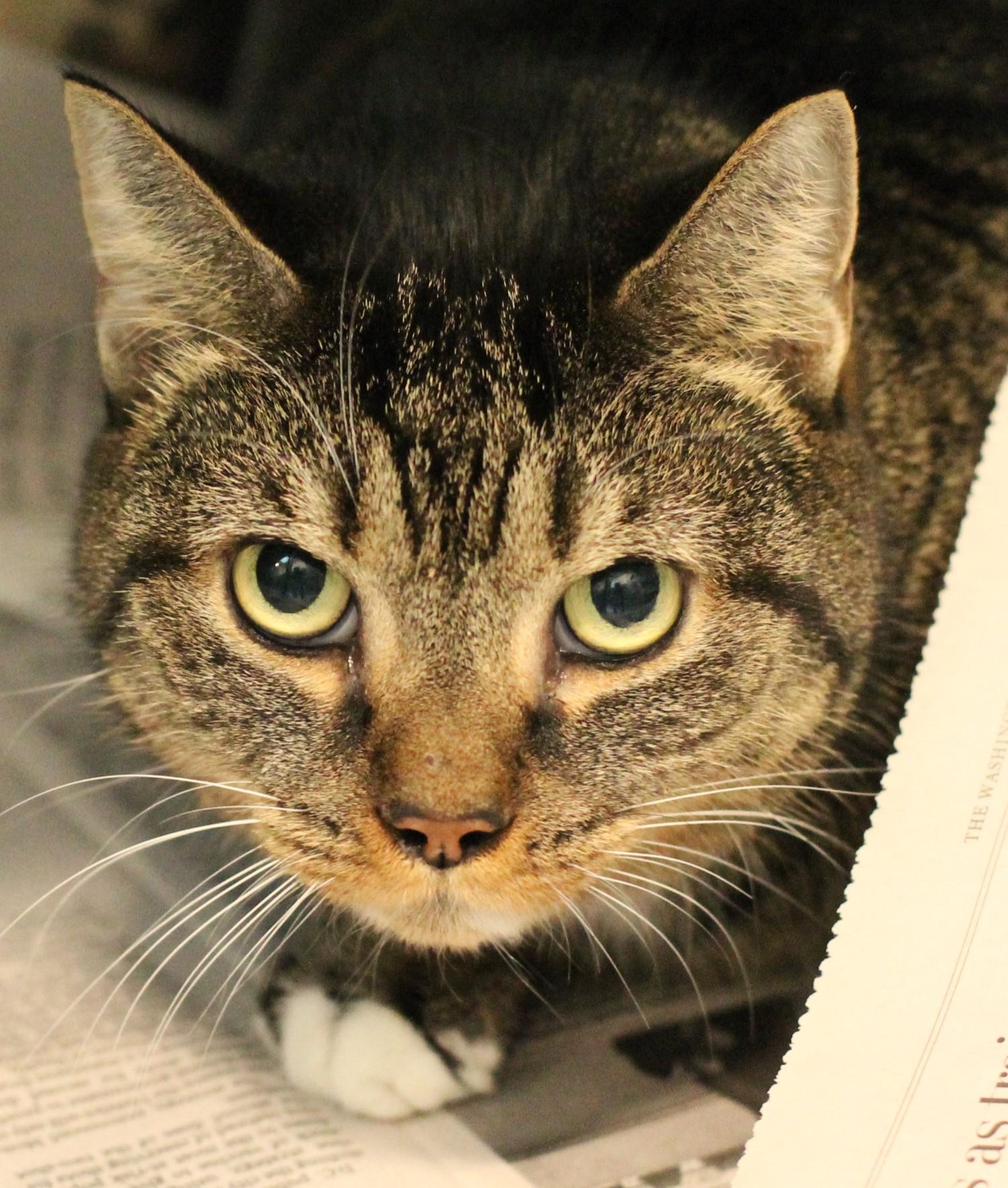 Enlarge 25-01065, a Adoptable Domestic Short Hair in Fredericksburg, VA image 1/1