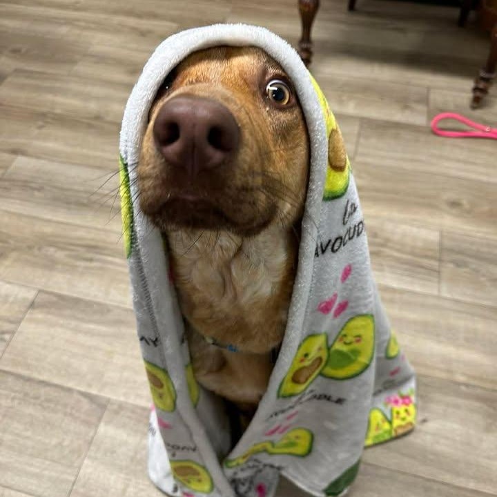 Douglas, an adoptable mixed breed in Wilmington, NC image 2/6