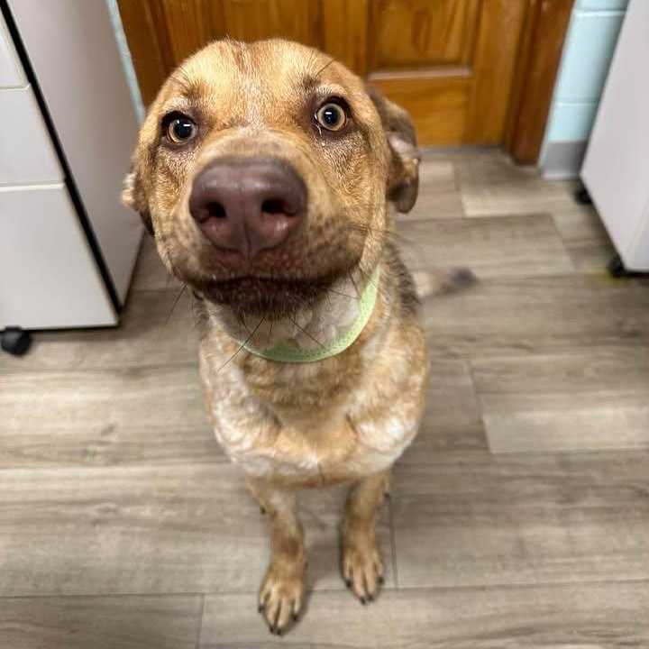 Douglas, an adoptable mixed breed in Wilmington, NC image 3/6