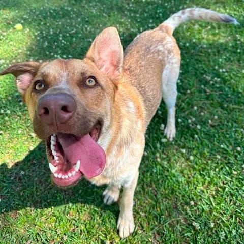 Douglas, an adoptable mixed breed in Wilmington, NC image 5/6