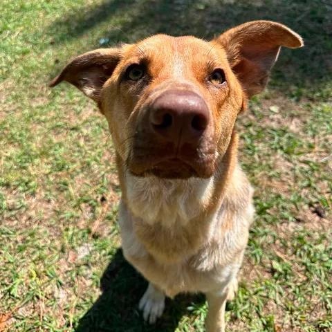 Douglas, an adoptable mixed breed in Wilmington, NC image 6/6