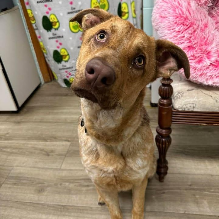 Douglas, adopted, Adult Male Mixed Breed.