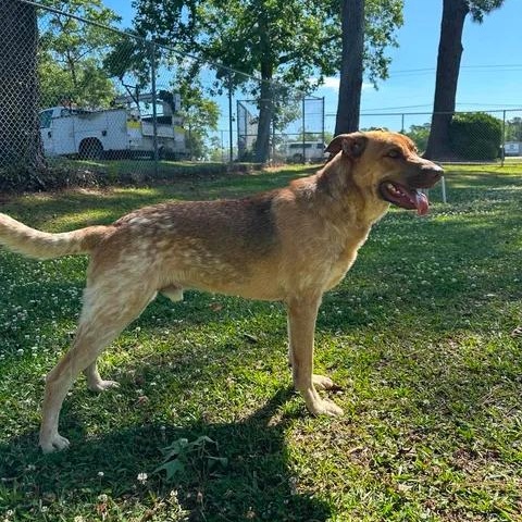 Douglas, an adoptable mixed breed in Wilmington, NC image 4/6